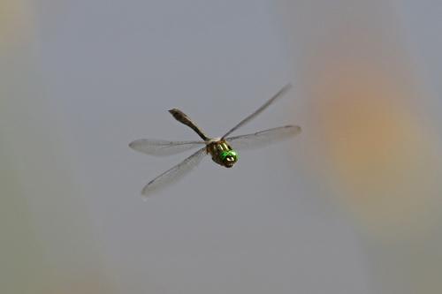 Réf. 260 539 : Cordulia aenea
